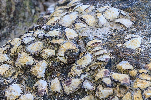 牡蛎,壳,石头