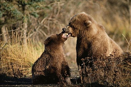 大灰熊,棕熊,争执,阿拉斯加