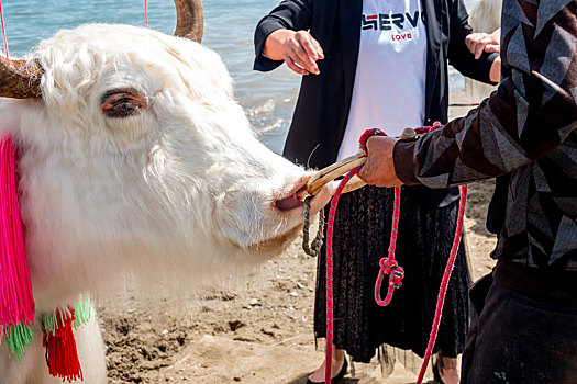 青海湖畔,戴鼻圈的牦牛
