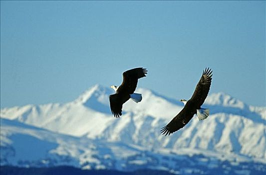 白头鹰,海雕属,雕,飞,正面,积雪,山峦,阿拉斯加