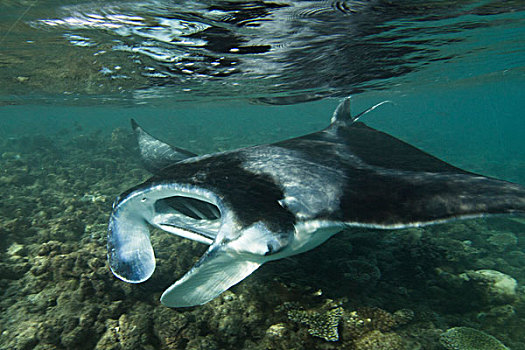 水下视角,大鳐鱼,双吻前口蝠鲼,印度洋,马尔代夫