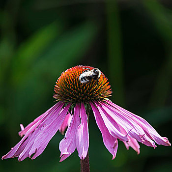 大黄蜂,花,夏天