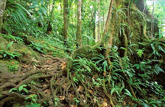 西印度群岛,瓜德罗普,热带森林