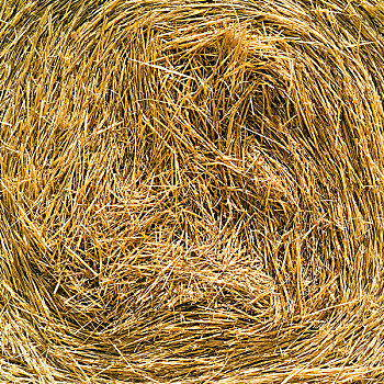 小麦,稻草包,普罗旺斯,法国