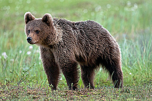 棕熊,北方,卡瑞里亚,芬兰,欧洲