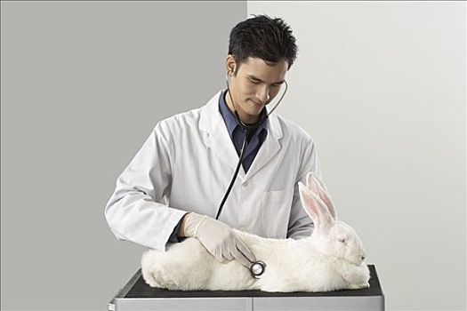 兽医,检查,巨大,兔子