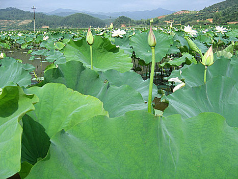 建宁县建莲莲花