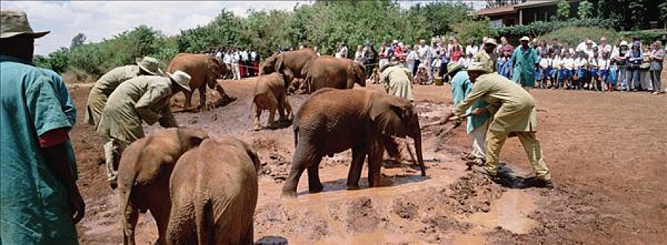非洲象,看护,泥,翻腾,孤儿院,内罗毕,东察沃国家公园,肯尼亚