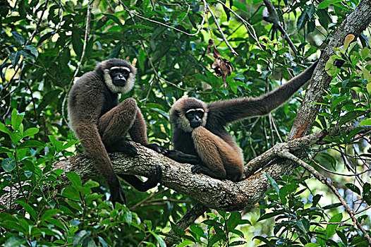 一对,树上,檀中埠廷国立公园,婆罗洲,印度尼西亚