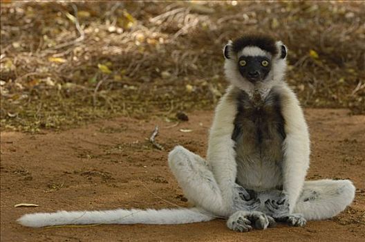 维氏冕狐猴,坐在地上,脆弱,贝伦提保护区,南方,马达加斯加