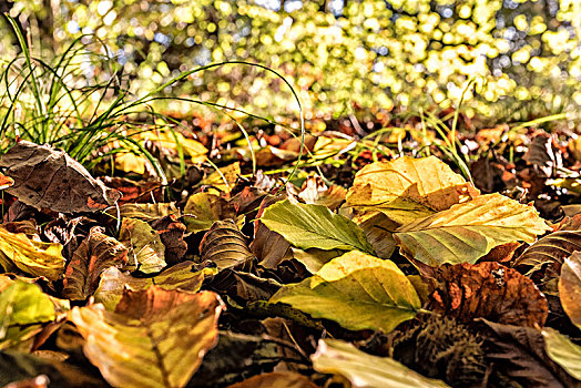 秋叶,林中地面