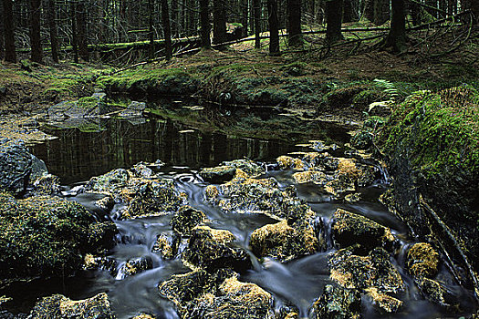 苏格兰,邓弗里斯,树林,公园,河流,挨着,堤岸,湖