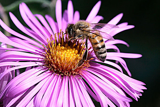 蜜蜂,意大利蜂,高山,紫苑属