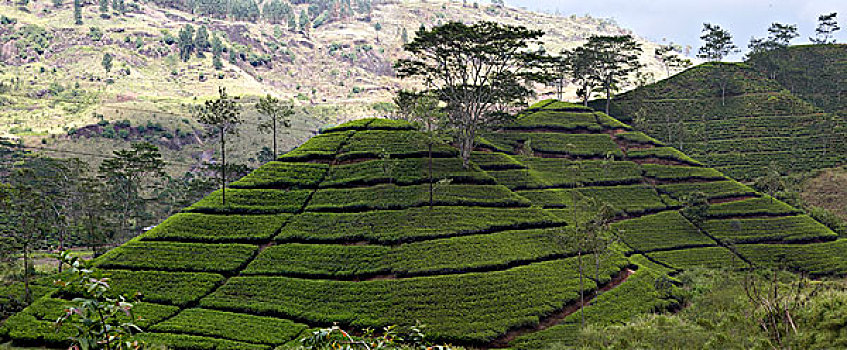 茶园,斯里兰卡,山谷