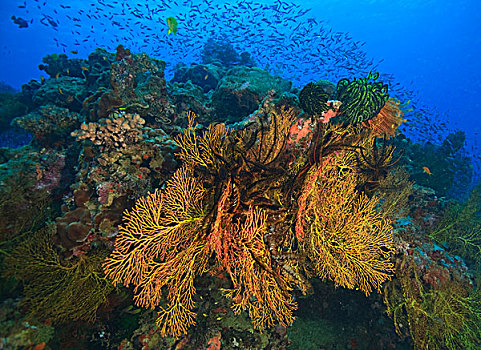 热带,礁石,靠近,贝卡岛,南方,维提岛,斐济,南太平洋