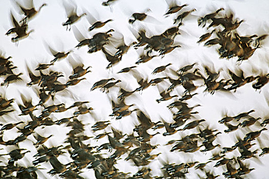黑额黑雁,飞起,空中,上方,国家野生动植物保护区,加利福尼亚,美国