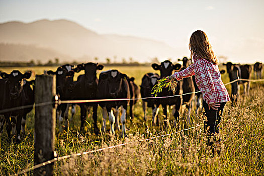 女孩,母牛,草场