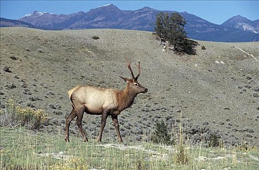 年轻,麋鹿,鹿属,鹿,哺乳动物,黄石国家公园,怀俄明,美国,北美,动物