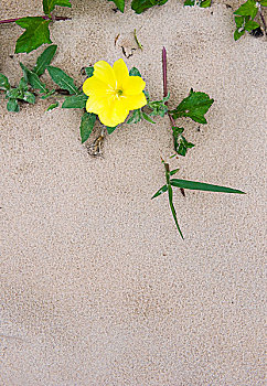 一朵花,海滩