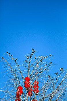 蓝天下挂着红灯笼的树枝上栖息着鸽子群
