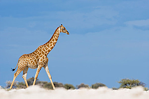 纳米比亚,埃托沙国家公园,长颈鹿,走,荒芜,边缘,接近,雨,风暴