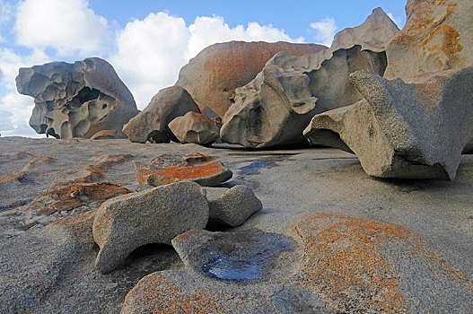 石头,袋鼠,岛屿,南澳大利亚州,澳大利亚,大洋洲