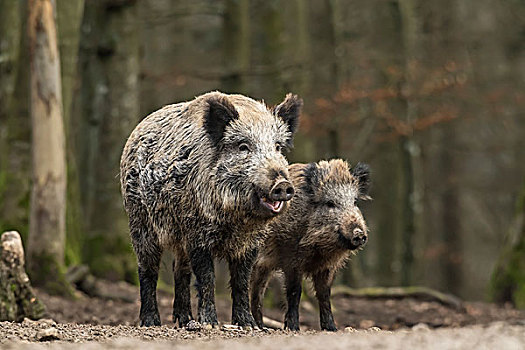 野猪,年轻,莱茵兰普法尔茨州,德国,欧洲