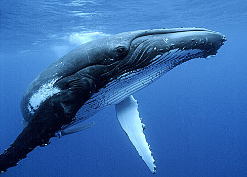 驼背鲸,大翅鲸属,鲸鱼,汤加
