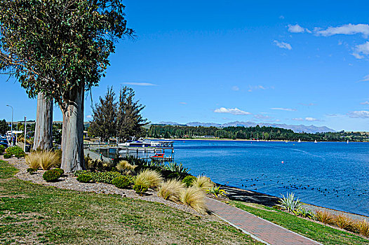 岸边,湖,南岛,新西兰
