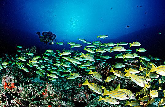 潜水者,鱼群,四带笛鲷,马尔代夫,印度洋