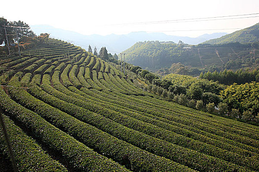 广东梅县雁南飞茶场