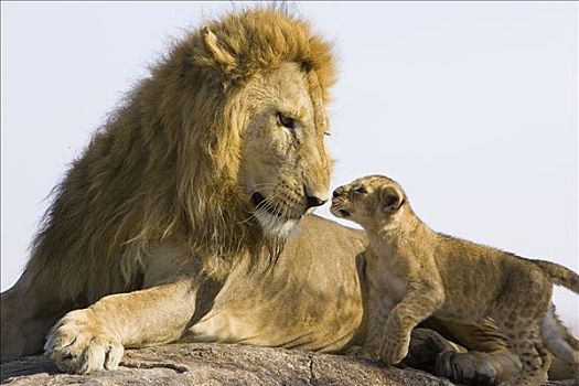 非洲狮,狮子,7-8岁,星期,老,幼兽,接近,成年,雄性,脆弱,马赛马拉国家保护区,肯尼亚