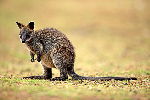 沼泽,小袋鼠,幼小,菲利普岛,澳大利亚