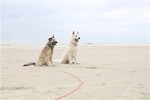 两只,狗,坐,海滩