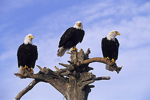 美国,阿拉斯加,白头鹰,坐,原木