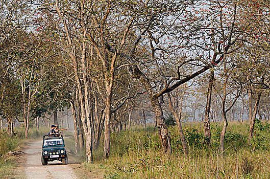 吉普车,旅游,卡齐兰加国家公园,阿萨姆邦,东北方,印度,亚洲