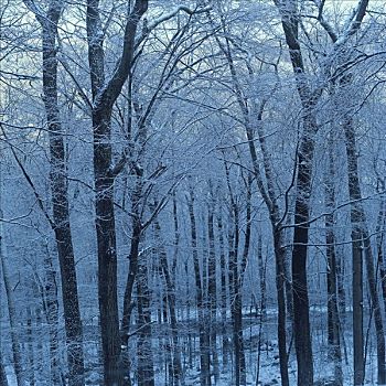 树,早晨,暴风雪,男式礼服,纽约,美国