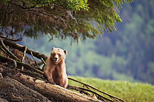 大灰熊,棕熊,走,上方,原木,靠近,王子,不列颠哥伦比亚省,加拿大