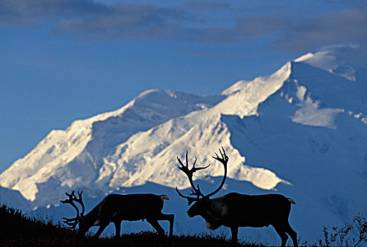 美国,阿拉斯加,德纳里峰国家公园,驯鹿属,靠近,旺湖,山,麦金利山,秋天,早晨