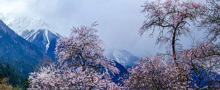 中国西藏自治区林芝桃花沟风景区