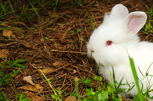白色,兔子,特写