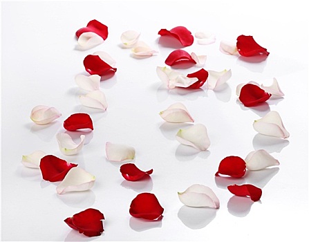 白色,红玫瑰,花瓣