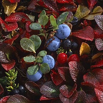 特写,野外,蓝莓,蔓越橘,苔原,德纳里峰,阿拉斯加,秋天