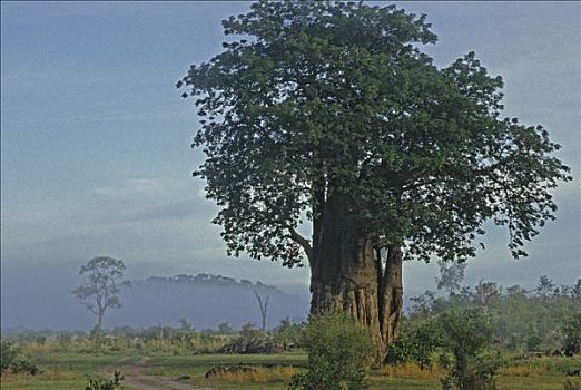 博茨瓦纳,乔贝国家公园,萨维提,猴面包树