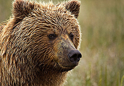 美国,阿拉斯加,克拉克湖,国家公园,头像,大灰熊