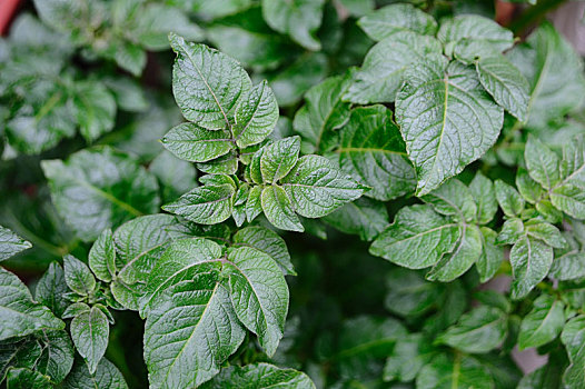 马铃薯植株