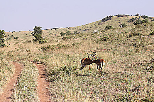肯尼亚非洲大草原羚-斗角