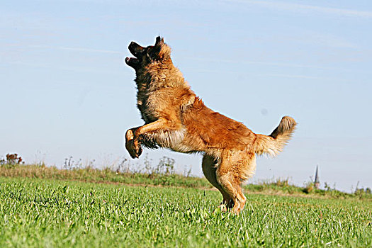跳跃,德国莱昂贝格犬,狗