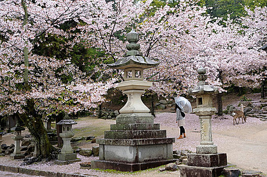 日本,本州,宫岛,樱桃树,开花