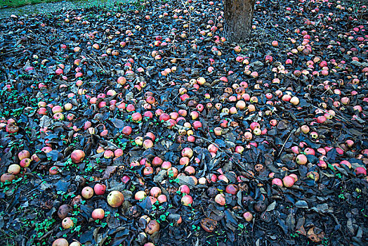 落下,水果,苹果,苹果树,叶子,巴伐利亚,德国,欧洲